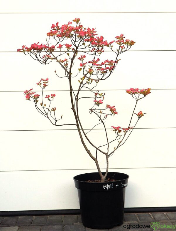 DEREŃ KWIECISTY CHEROKEE SUNSET Cornus florida