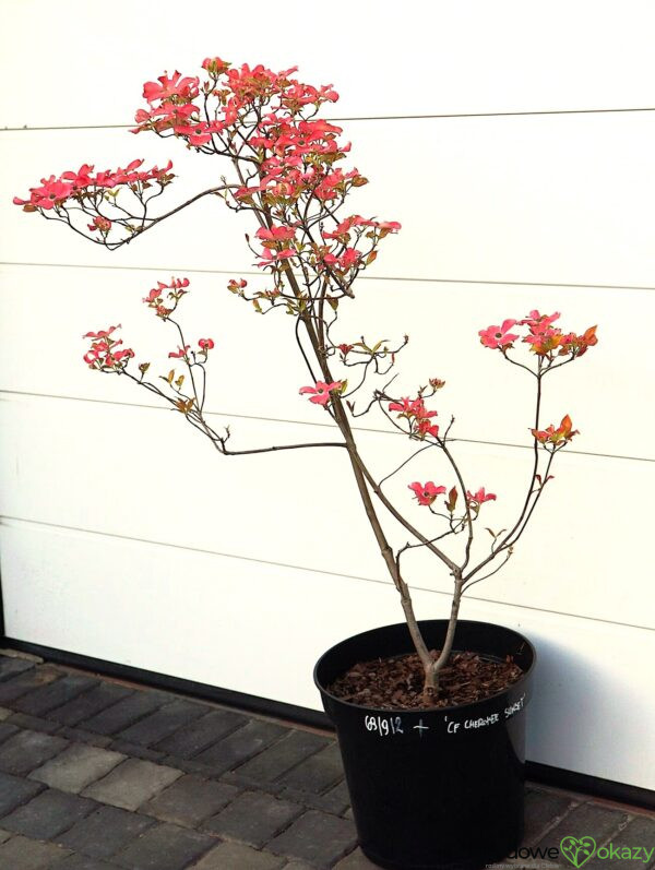 DEREŃ KWIECISTY CHEROKEE SUNSET Cornus florida