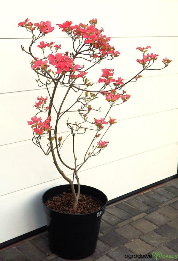 DEREŃ KWIECISTY CHEROKEE SUNSET Cornus florida