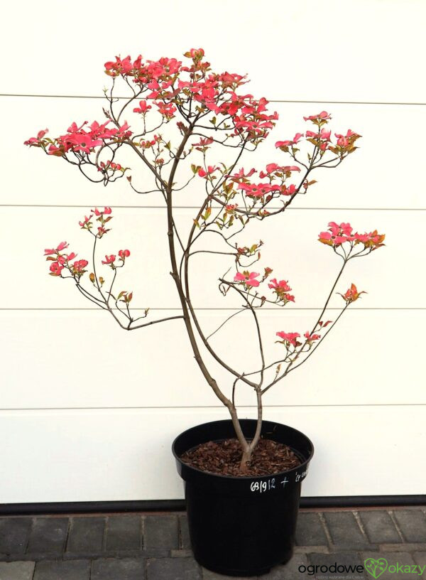 DEREŃ KWIECISTY CHEROKEE SUNSET Cornus florida
