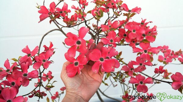 DEREŃ KWIECISTY CHEROKEE SUNSET Cornus florida