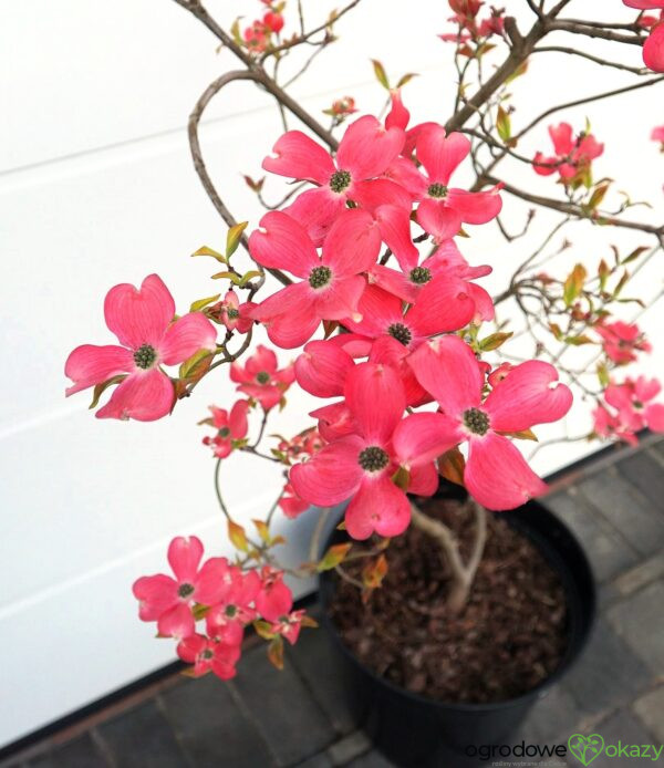 DEREŃ KWIECISTY CHEROKEE SUNSET Cornus florida