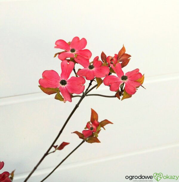 DEREŃ KWIECISTY CHEROKEE SUNSET Cornus florida