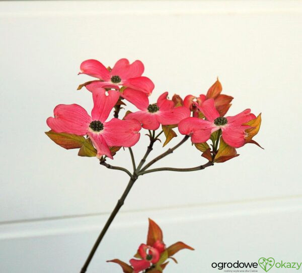 DEREŃ KWIECISTY CHEROKEE SUNSET Cornus florida