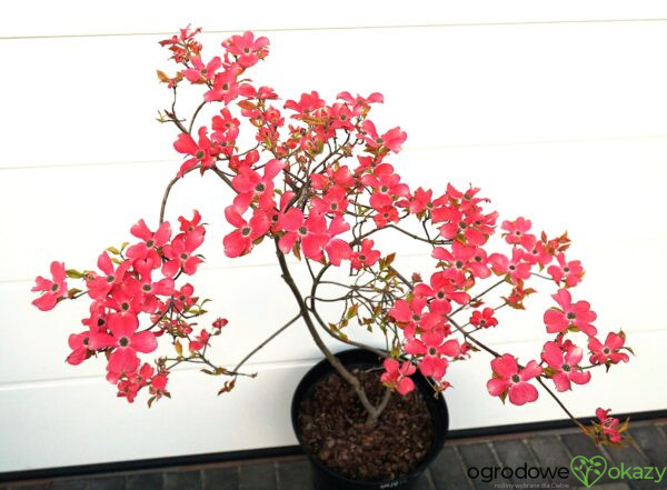 DEREŃ KWIECISTY CHEROKEE SUNSET Cornus florida