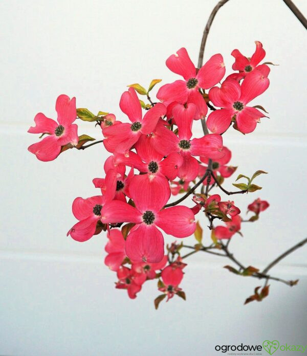 DEREŃ KWIECISTY CHEROKEE SUNSET Cornus florida