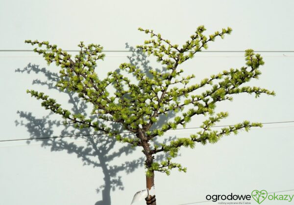 MODRZEW JAPOŃSKI MAGIC GOLD Larix kaempferi