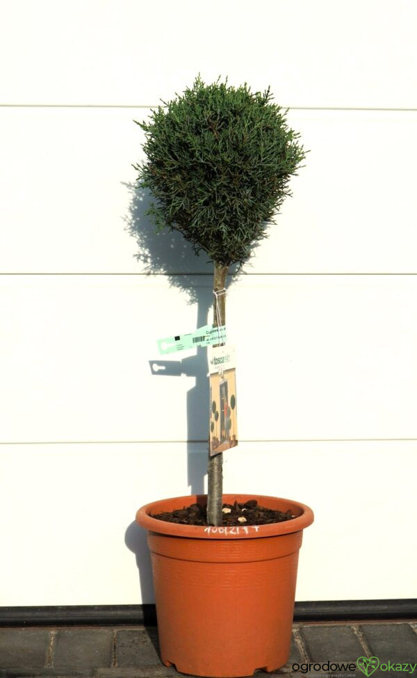 CYPRYS ARIZOŃSKI FASTIGIATA Cupressus arizonica