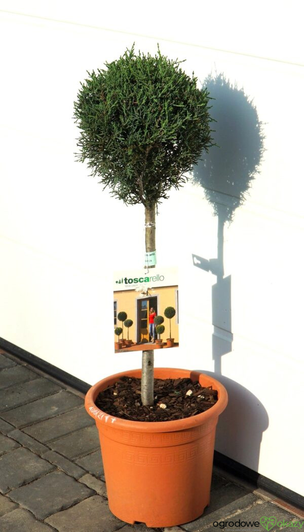 CYPRYS ARIZOŃSKI FASTIGIATA Cupressus arizonica
