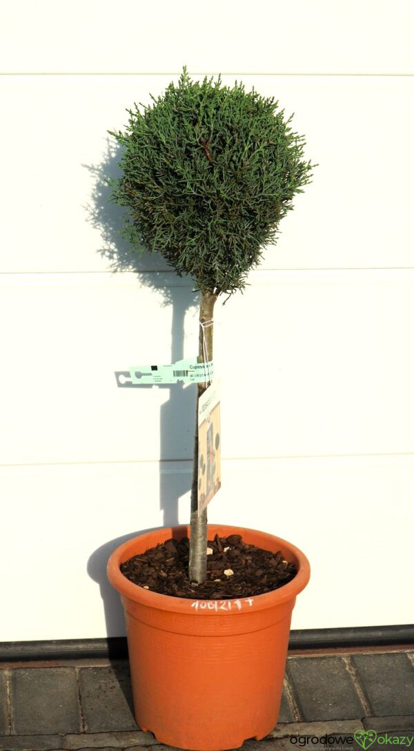CYPRYS ARIZOŃSKI FASTIGIATA Cupressus arizonica