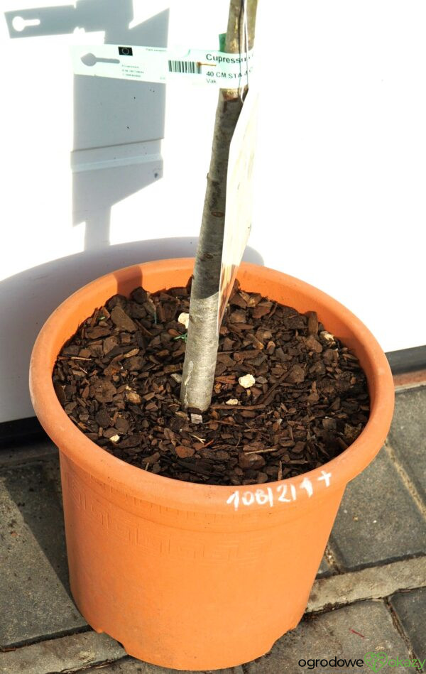 CYPRYS ARIZOŃSKI FASTIGIATA Cupressus arizonica