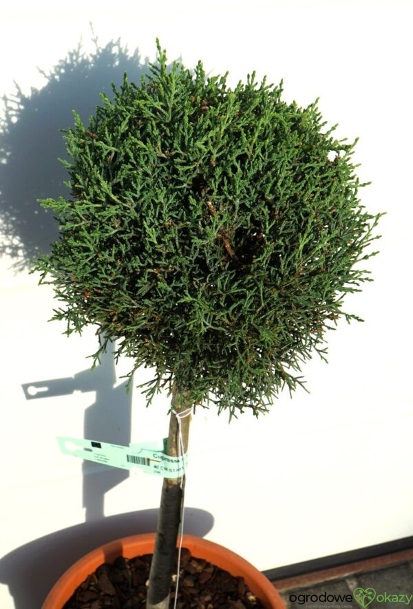 CYPRYS ARIZOŃSKI FASTIGIATA Cupressus arizonica
