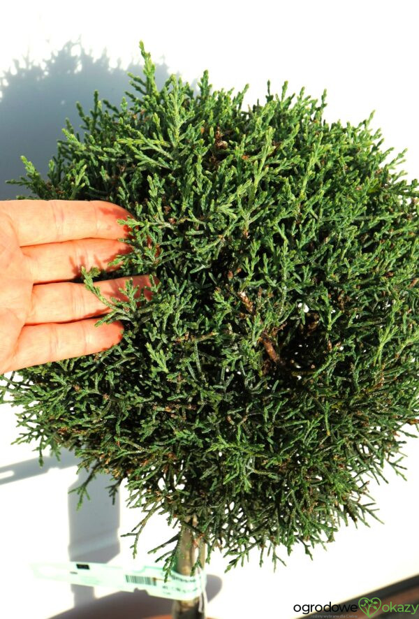 CYPRYS ARIZOŃSKI FASTIGIATA Cupressus arizonica