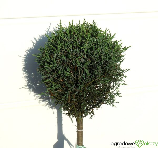 CYPRYS ARIZOŃSKI FASTIGIATA Cupressus arizonica