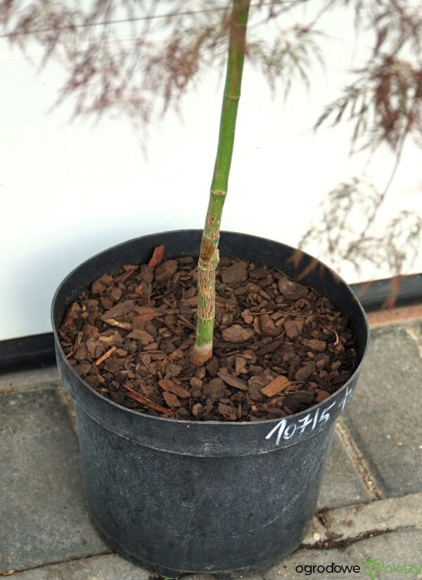 KLON PALMOWY BENI KUMO NO SU Acer palmatum