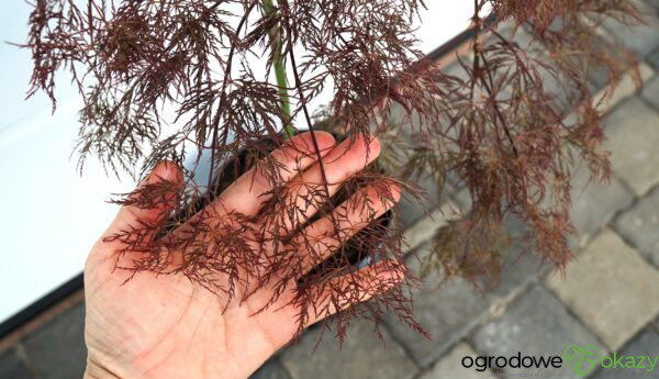 KLON PALMOWY BENI KUMO NO SU Acer palmatum