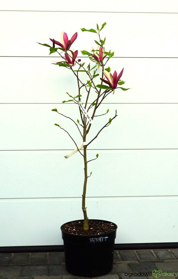 MAGNOLIA FIRST LOVE
