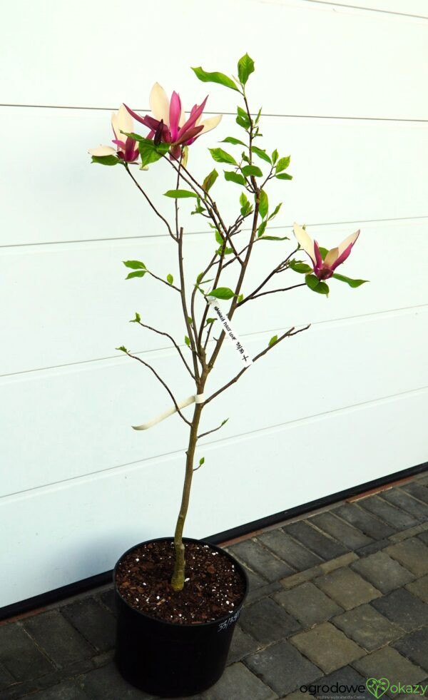MAGNOLIA FIRST LOVE