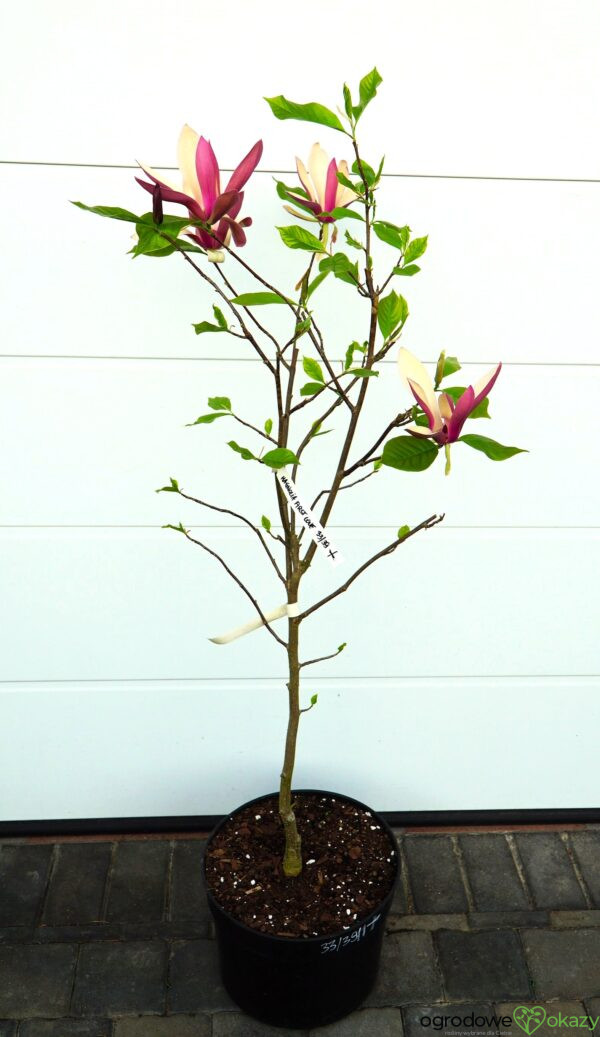 MAGNOLIA FIRST LOVE