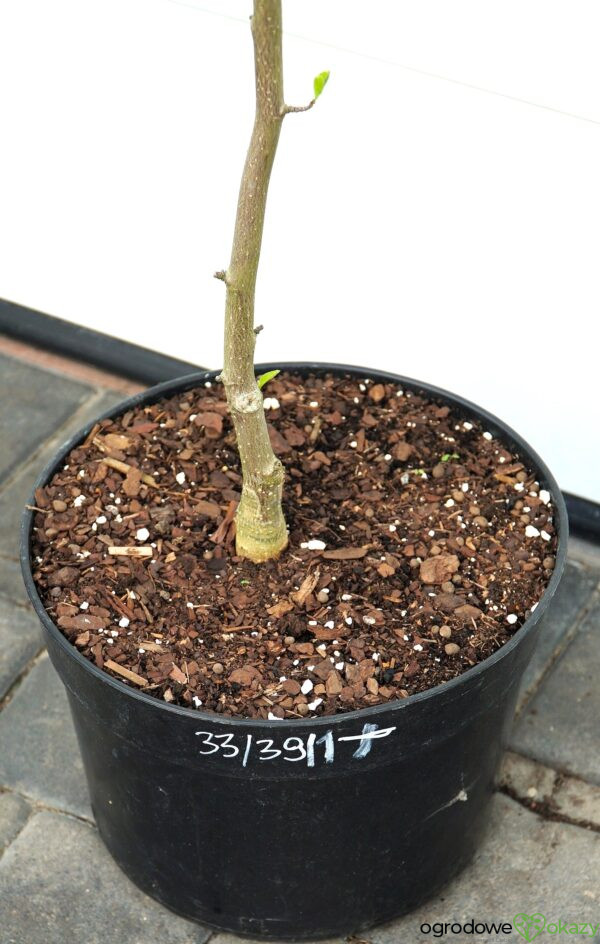 MAGNOLIA FIRST LOVE