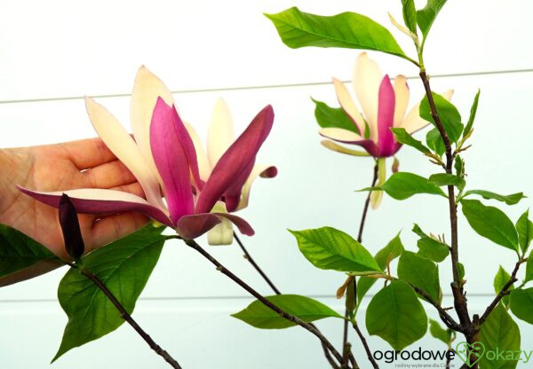 MAGNOLIA FIRST LOVE