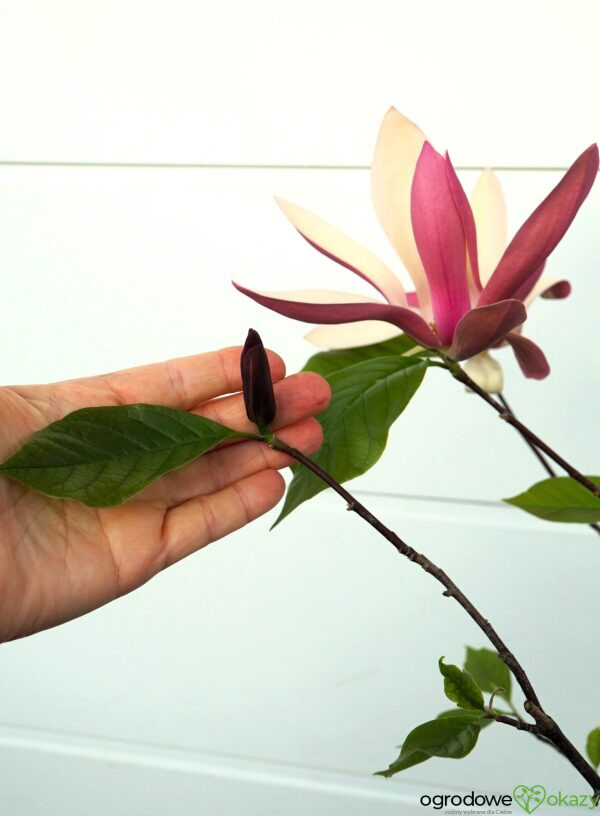 MAGNOLIA FIRST LOVE