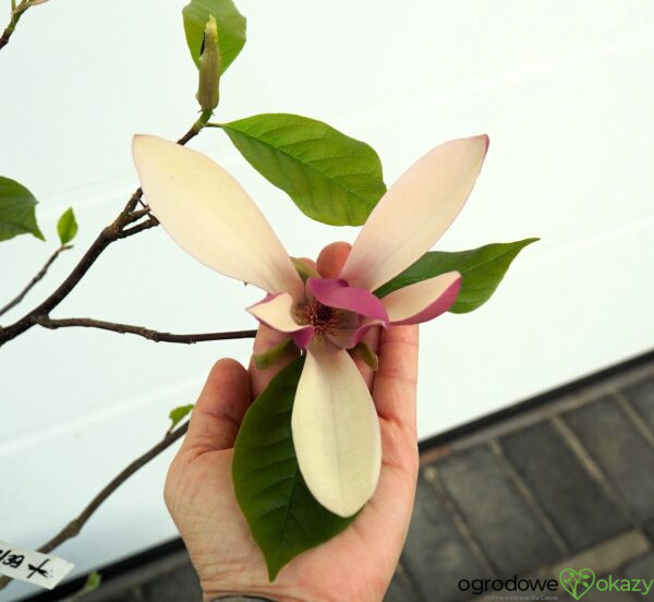 MAGNOLIA FIRST LOVE