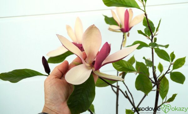 MAGNOLIA FIRST LOVE