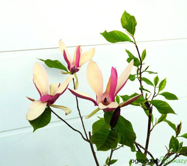 MAGNOLIA FIRST LOVE