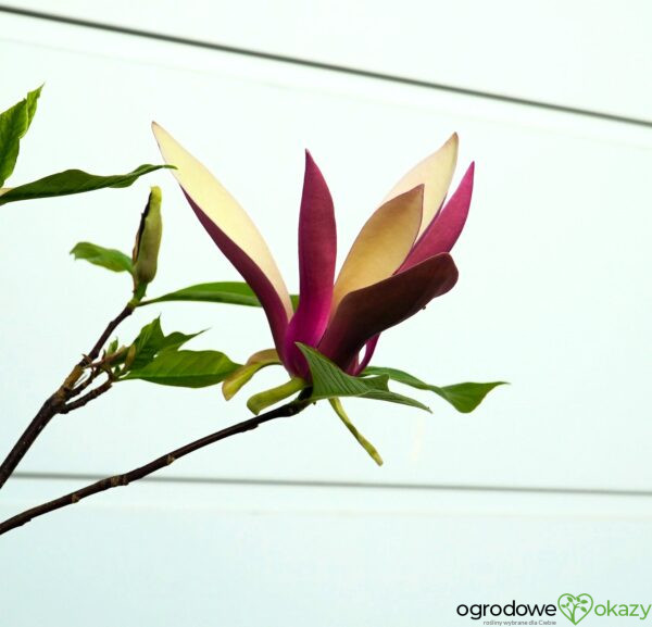 MAGNOLIA FIRST LOVE