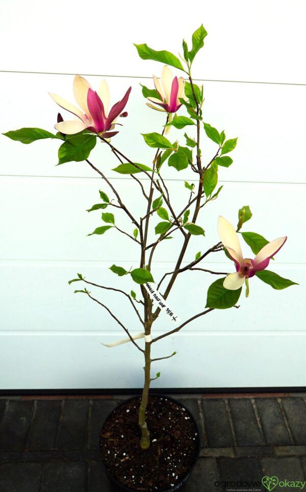 MAGNOLIA FIRST LOVE
