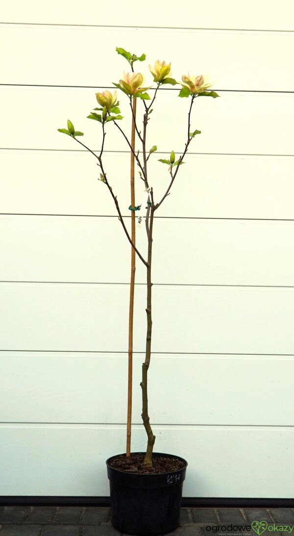 MAGNOLIA SUNSATION