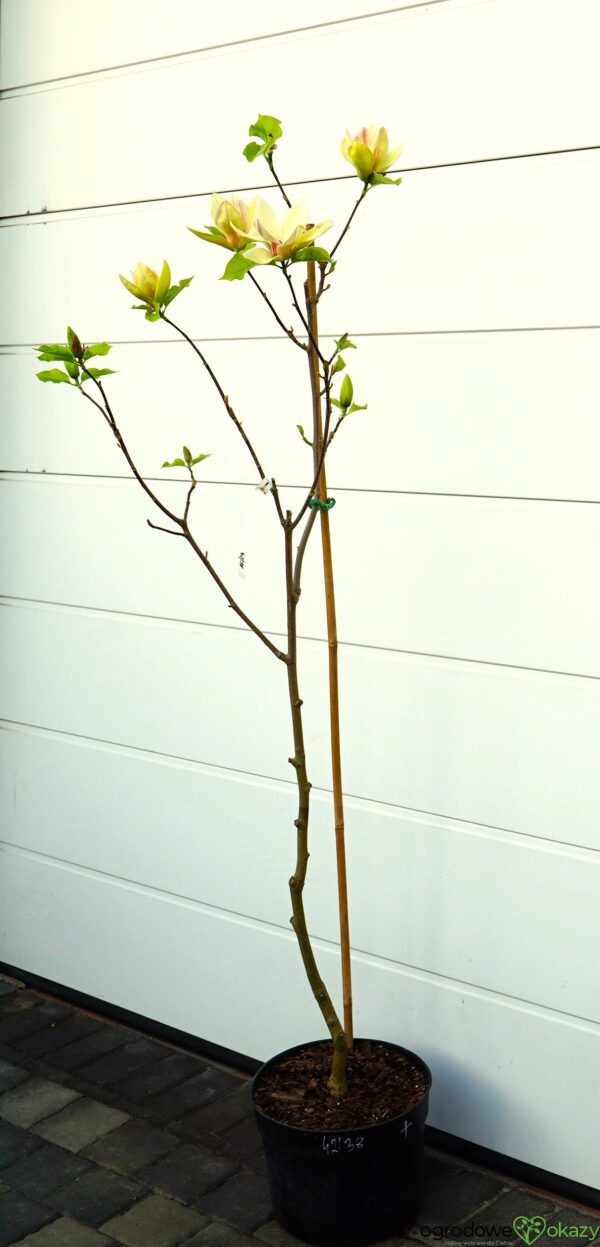 MAGNOLIA SUNSATION