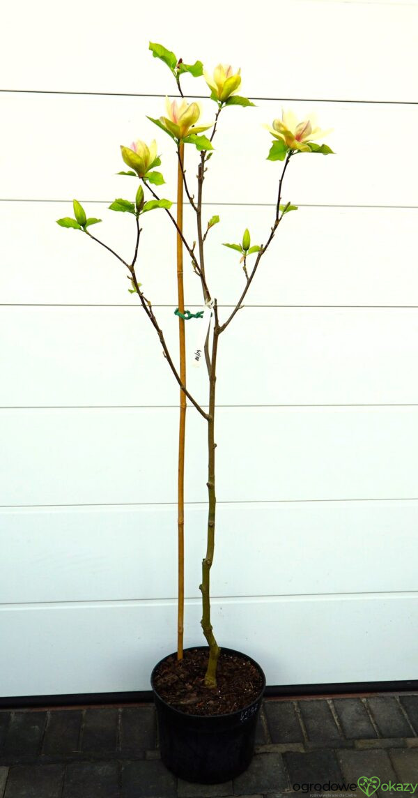 MAGNOLIA SUNSATION