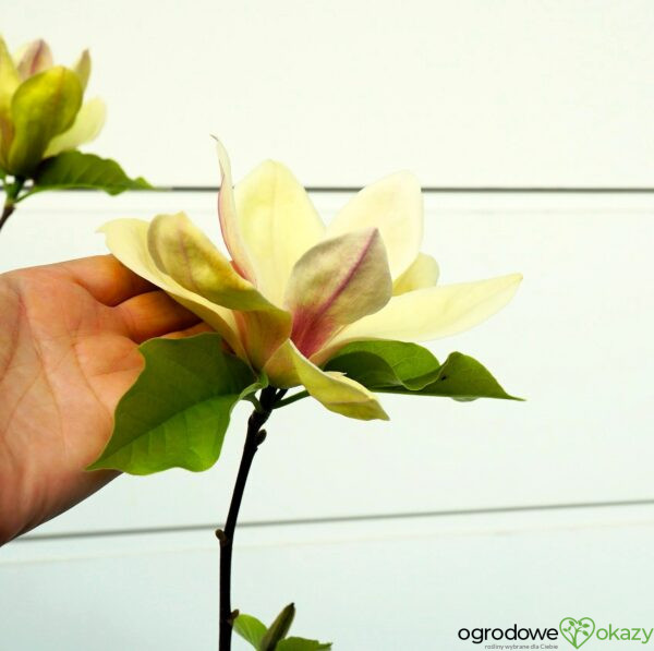 MAGNOLIA SUNSATION