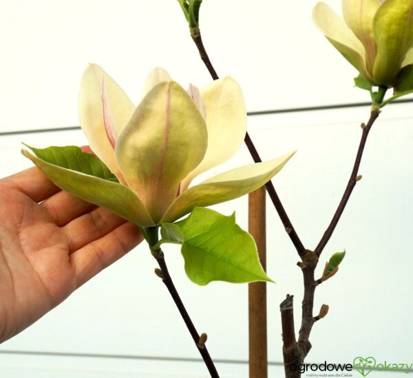 MAGNOLIA SUNSATION