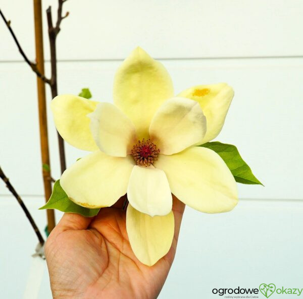 MAGNOLIA SUNSATION
