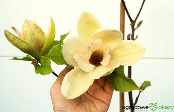 MAGNOLIA SUNSATION