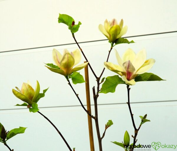 MAGNOLIA SUNSATION