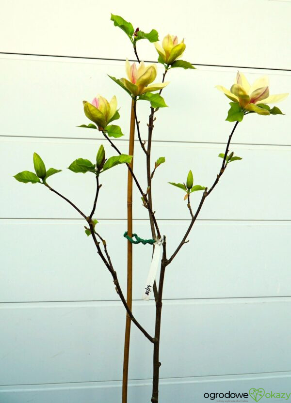 MAGNOLIA SUNSATION