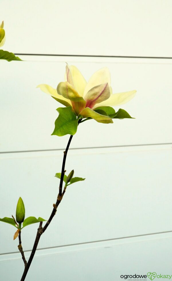 MAGNOLIA SUNSATION