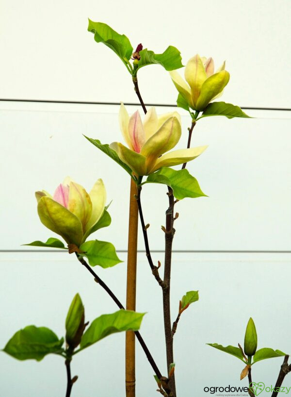 MAGNOLIA SUNSATION