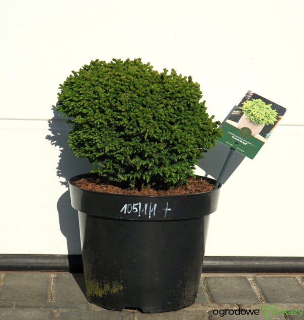 SZYDLICA JAPOŃSKA GREEN PEARL Cryptomeria japonica