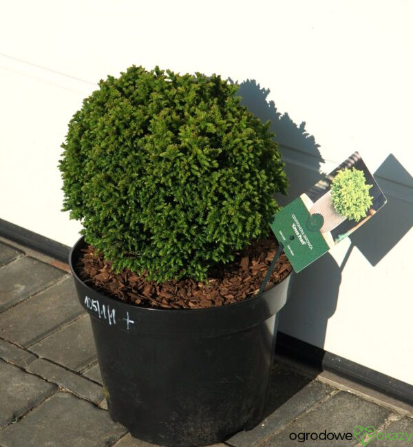 SZYDLICA JAPOŃSKA GREEN PEARL Cryptomeria japonica
