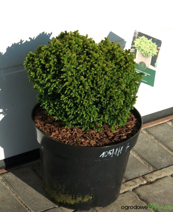 SZYDLICA JAPOŃSKA GREEN PEARL Cryptomeria japonica