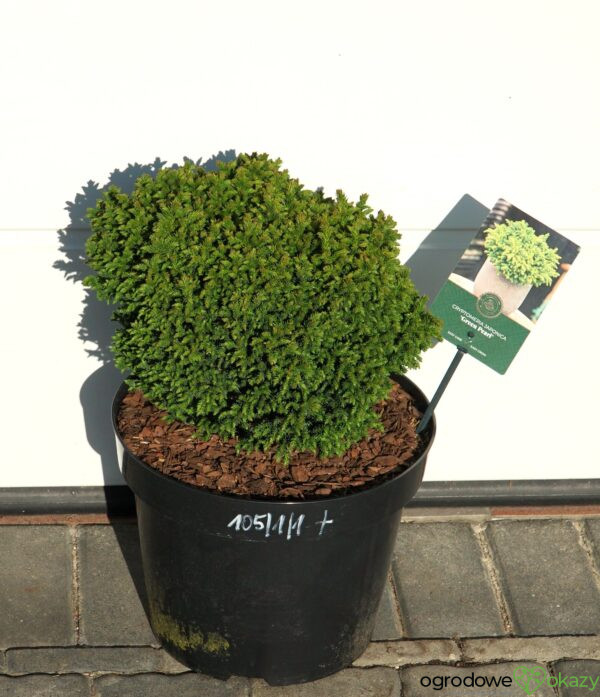 SZYDLICA JAPOŃSKA GREEN PEARL Cryptomeria japonica