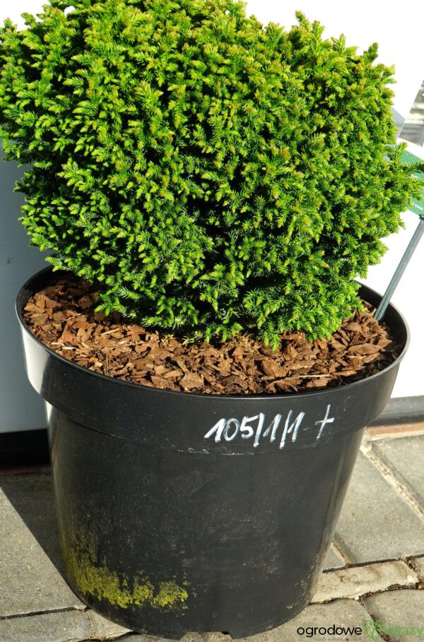 SZYDLICA JAPOŃSKA GREEN PEARL Cryptomeria japonica