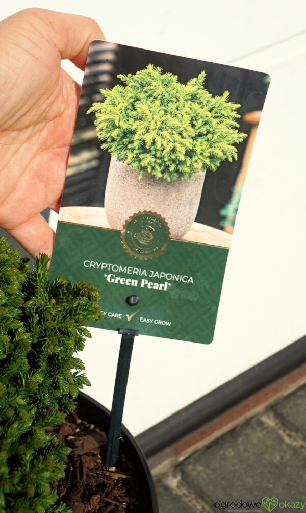 SZYDLICA JAPOŃSKA GREEN PEARL Cryptomeria japonica