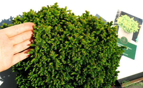 SZYDLICA JAPOŃSKA GREEN PEARL Cryptomeria japonica