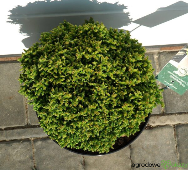 SZYDLICA JAPOŃSKA GREEN PEARL Cryptomeria japonica